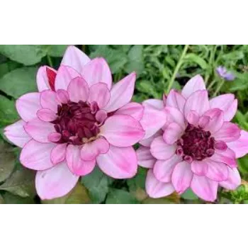 natural Dahlia Plant