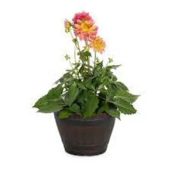 Fresh Dahlia Plant