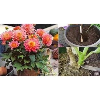 Organic Dahlia Plant