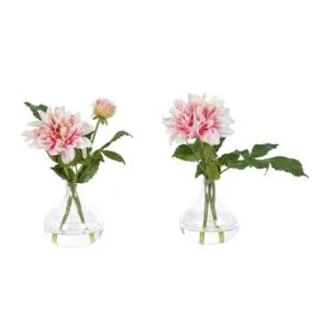 Common  Dahlia Plant