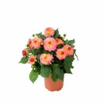 Natural Dahlia Plant