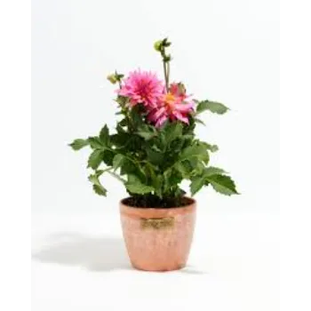  Dahlia Plant