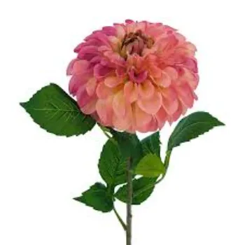 Natural   Dahlia Plant