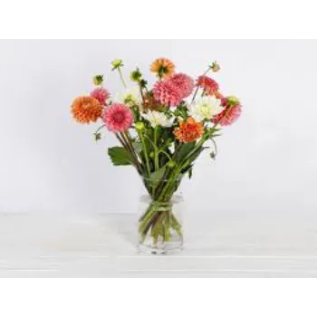 Organic Dahlia Plant