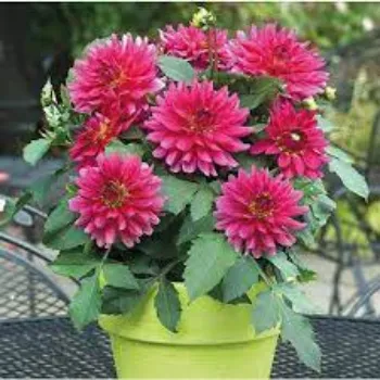 Natural Dahlia Plants
