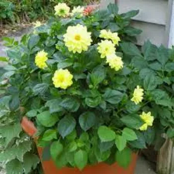 Organic Dahlia Plants