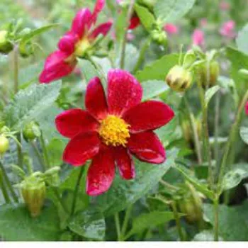 Organic Dahlia Plants