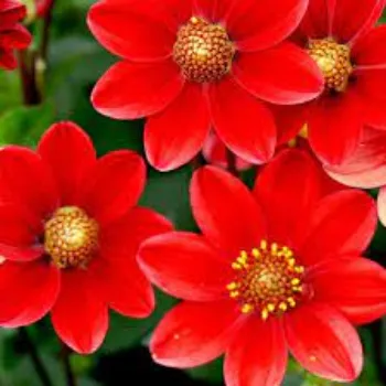 Natural Dahlia Plants