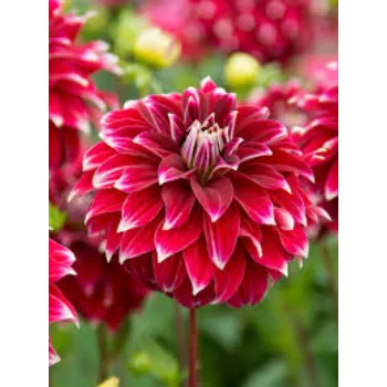 Organic Dahlia Plant Manufacturer