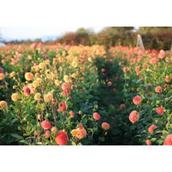 Fresh Dahlia Plant Manufacturer