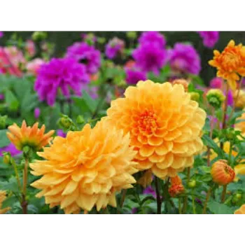 Organic Dahlia Plant Manufacturer