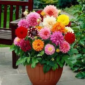 Common Dahlia Plant