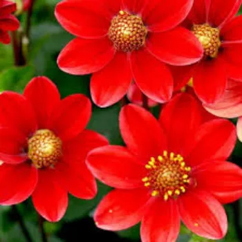 Dahlia Plant Manufacturer