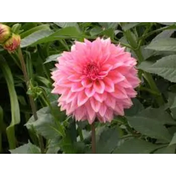 Organic Dahlia Plant Manufacturer