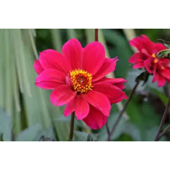 Organic Dahlia Plant Manufacturer