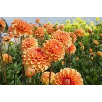 Organic Dahlia Plants Manufacturer
