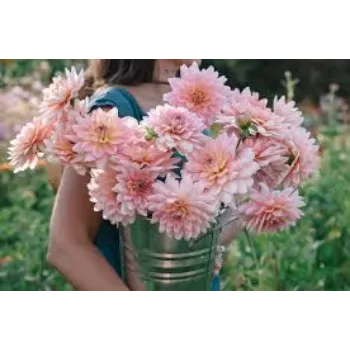 Organic Dahlia Plant