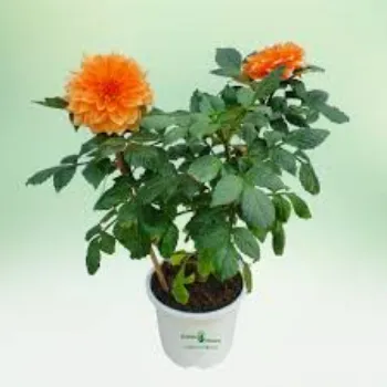Common Dahlia Plant