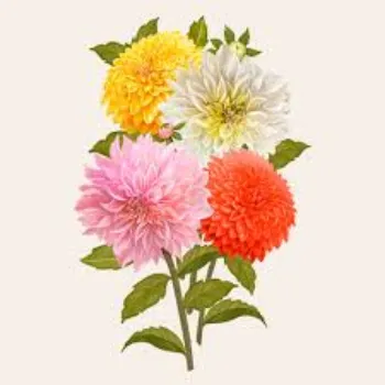 Organic Dahlia Plant Manufacturer