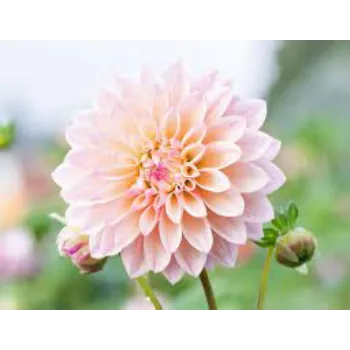 Fresh Dahlia Plant Exporter