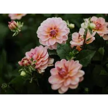 Natural Dahlia Plants