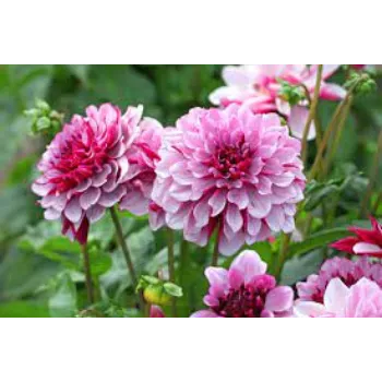 Organic Dahlia Plants