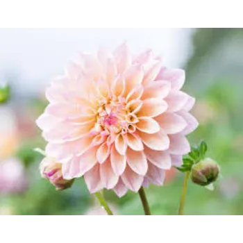 Organic Dahlia Plant