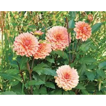 Natural Dahlia Plants