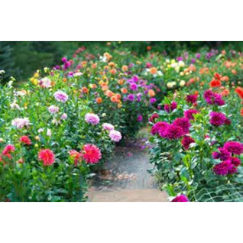 Natural Dahlia Plants
