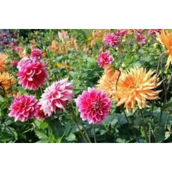 Organic Dahlia Plants