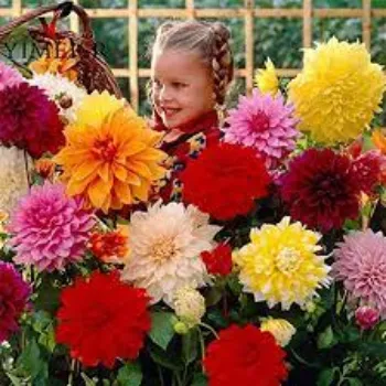 Natural Dahlia Plants