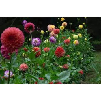 Organic Dahlia Plants