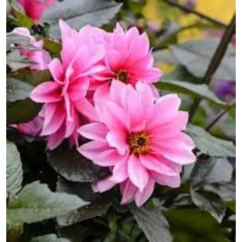 Organic Dahlia Plants