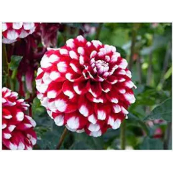 Natural Dahlia Plants