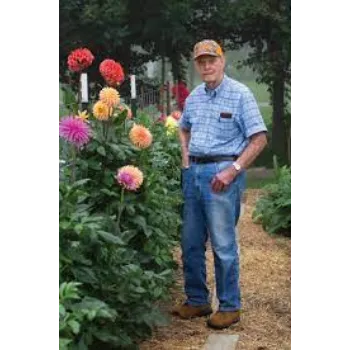 Organic Dahlia Plants