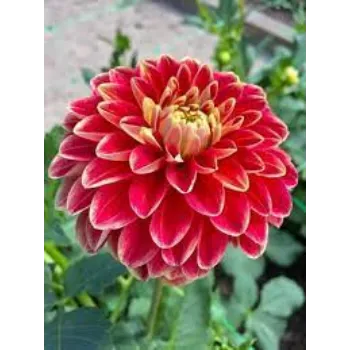 Natural Gerbera Daisy Plants