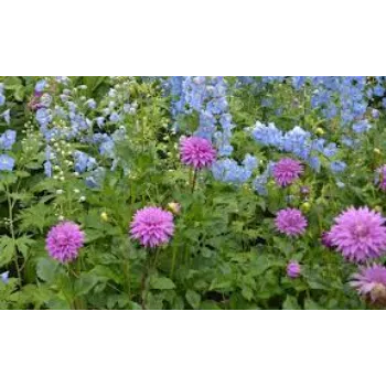 Common Dahlia Plants