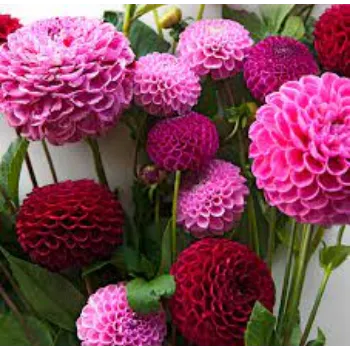 Natural Dahlia Plants
