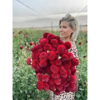 Natural Dahlia Plants