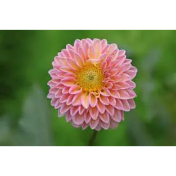 Organic Dahlia Plants