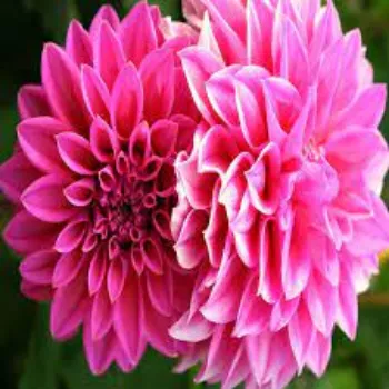 Common Dahlia  Plants