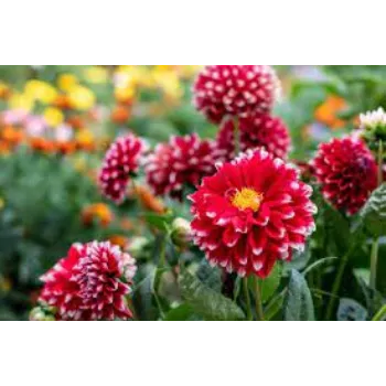 Natural Dahlia Plants