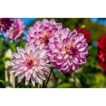 Natural Dahlia Plants