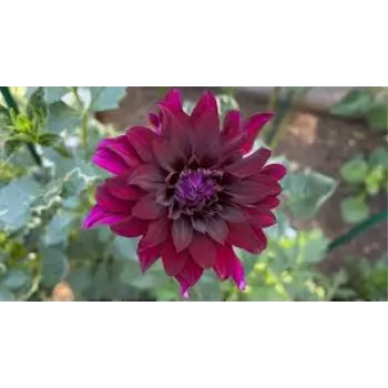 Organic Dahlia Plant Manufacturer