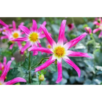 Organic Dahlia Plant
