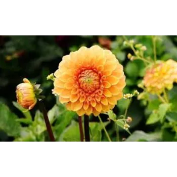 Natural Dahlia Plant