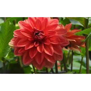Dahlia Plant Exporter