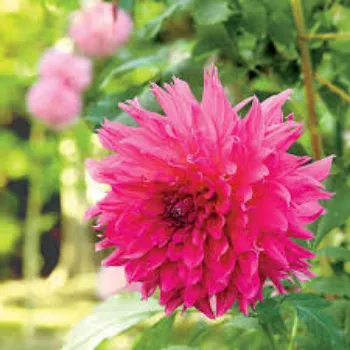 Natural Dahlia Plant