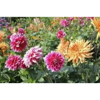 Natural Dahlia Plants Manufacturer