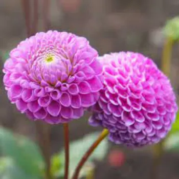 Organic Dahlia Plant